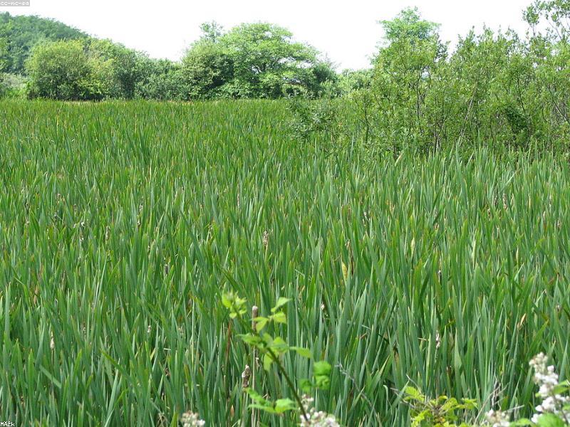 Maintenance & Support